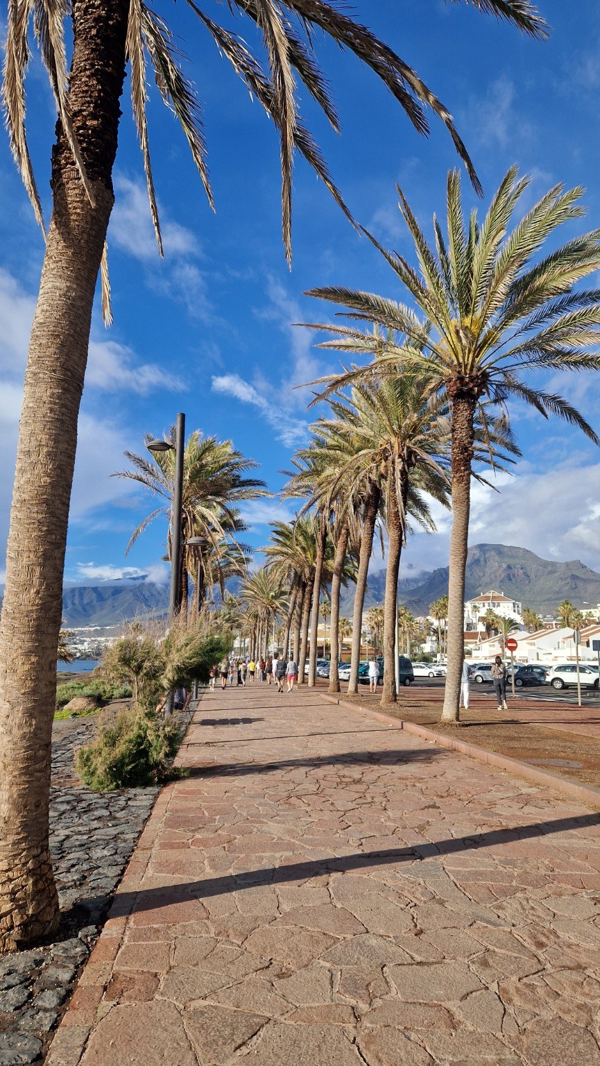 Palm-lined promenade with the mountains of Tenerife in the background