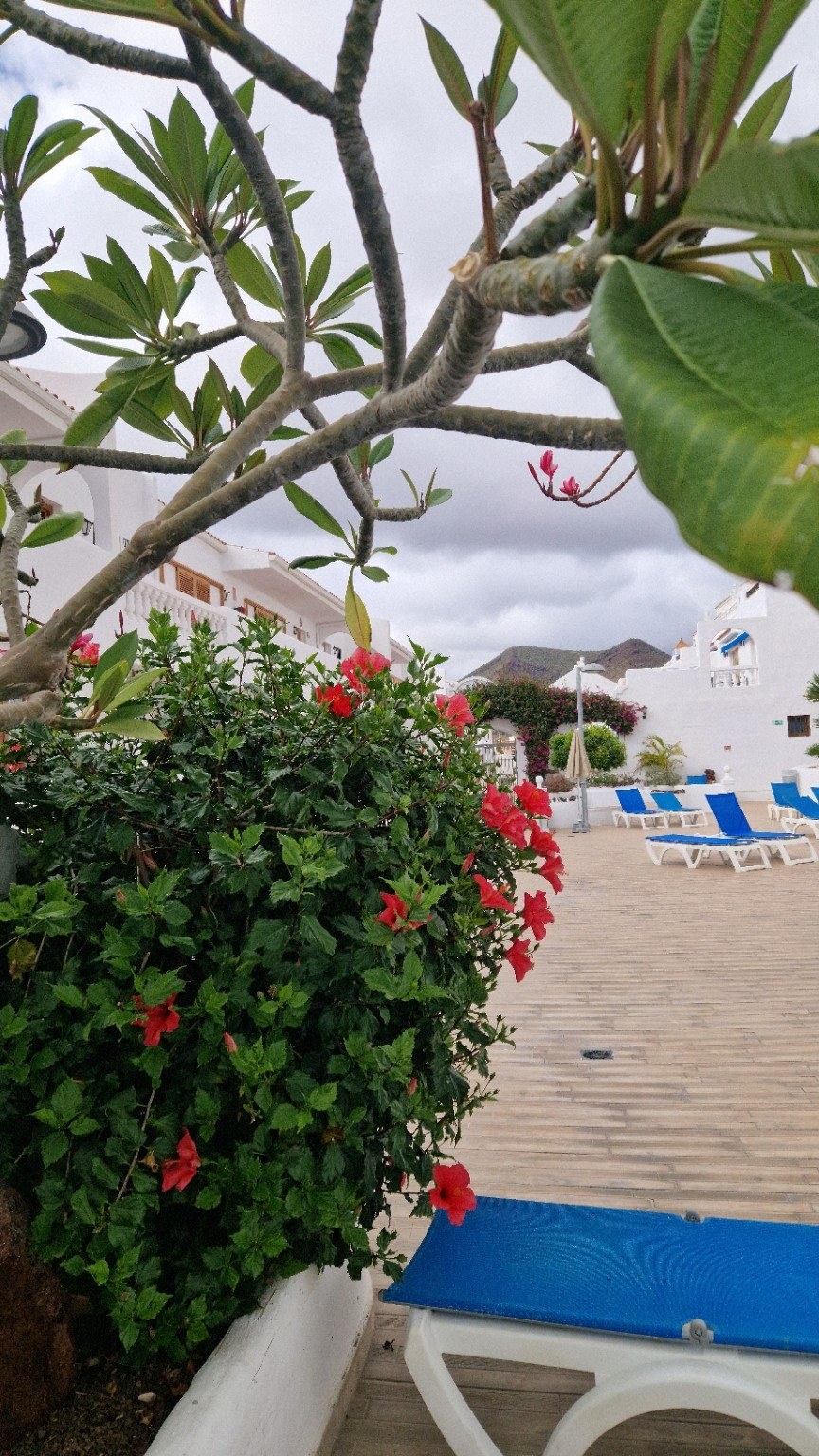 Flowers and empty sun loungers at Port Royale
